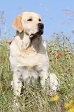 LABRADOR 406